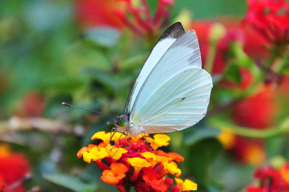 A photograph of a pale green butterfly aight on a bright red flower